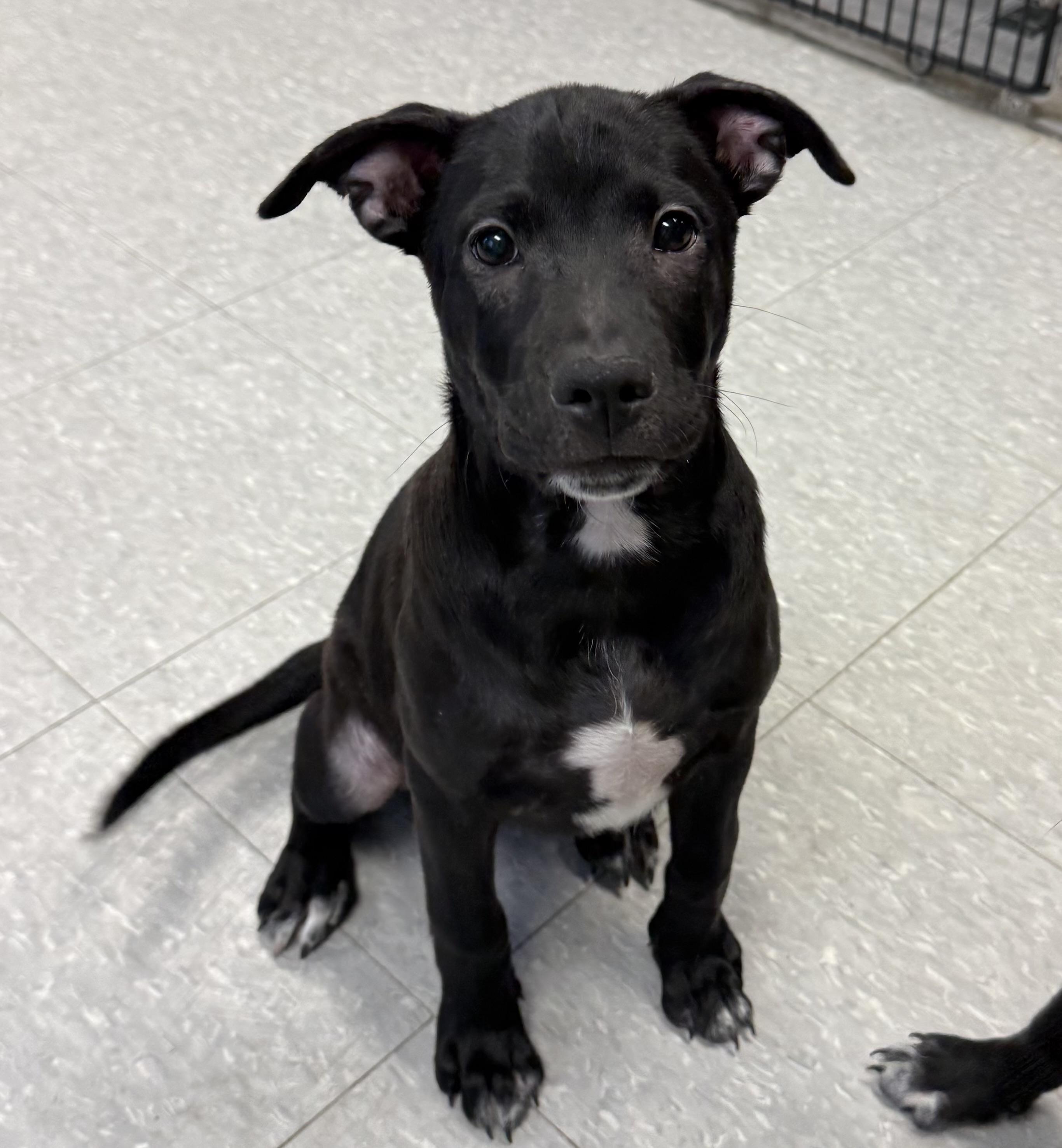 Enlarge Bailey, an adopted mixed breed in Sudbury, MA image 1/4