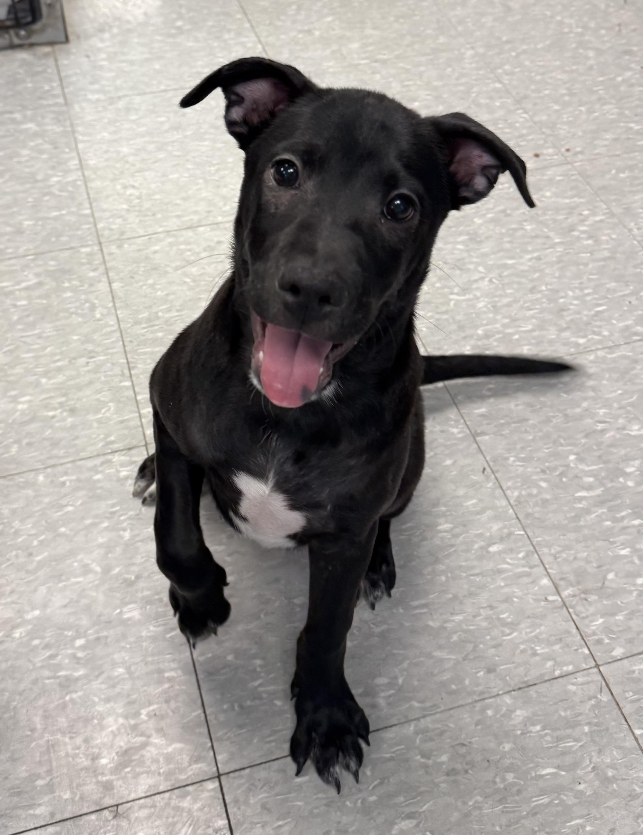 Enlarge Bailey, an adopted mixed breed in Sudbury, MA image 2/4