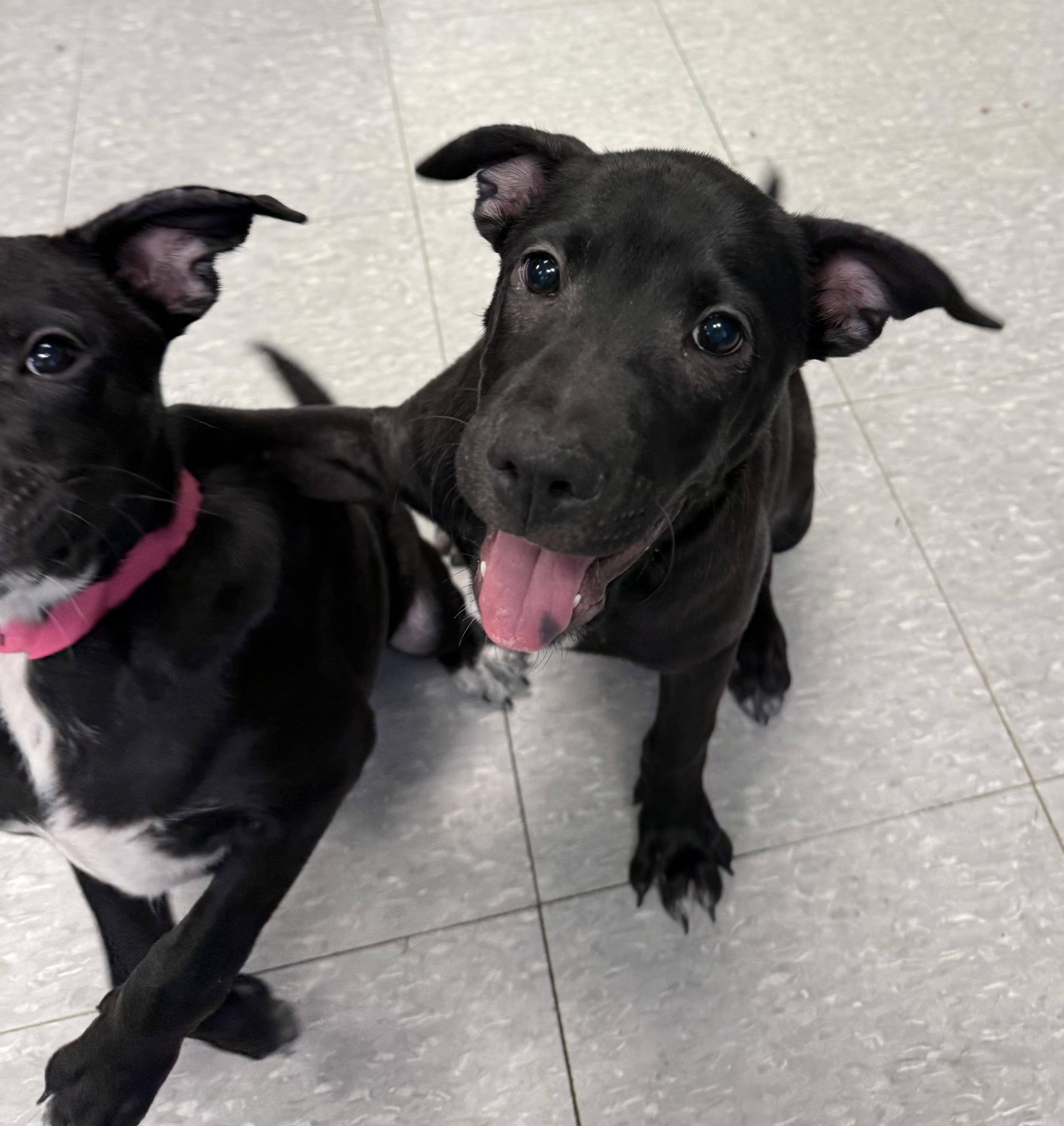 Enlarge Bailey, an adopted mixed breed in Sudbury, MA image 4/4