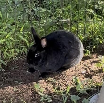 Siren, a ADOPTABLE Bunny Rabbit in Salisbury Mills, NY image 3/4