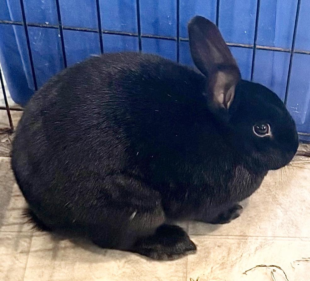 Siren, a ADOPTABLE Bunny Rabbit in Salisbury Mills, NY image 4/4
