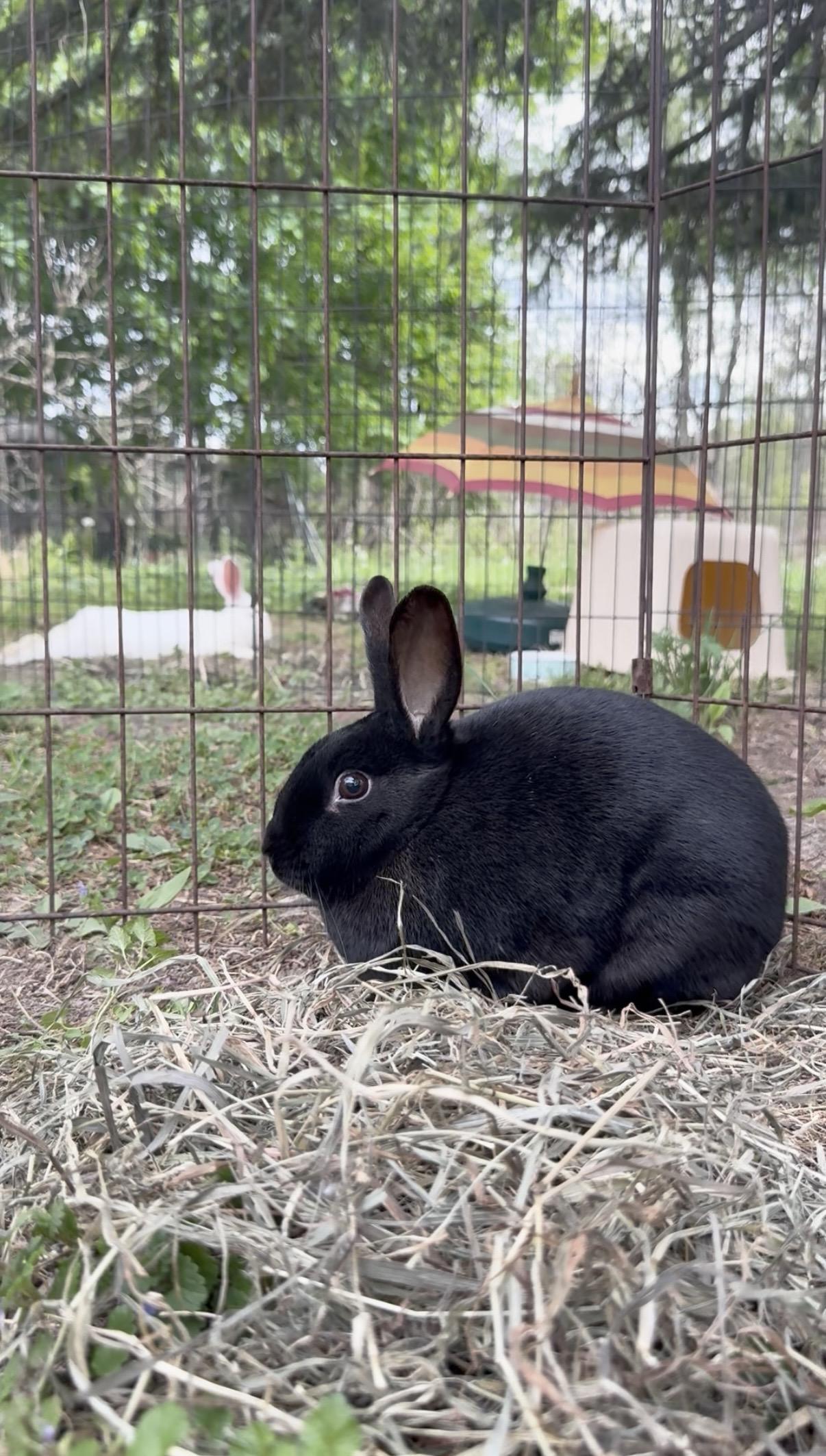 Siren, a ADOPTABLE Bunny Rabbit in Salisbury Mills, NY image 1/4
