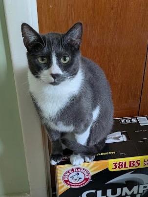 Ghosty, Adoptable, Young Male Russian Blue & Domestic Short Hair.