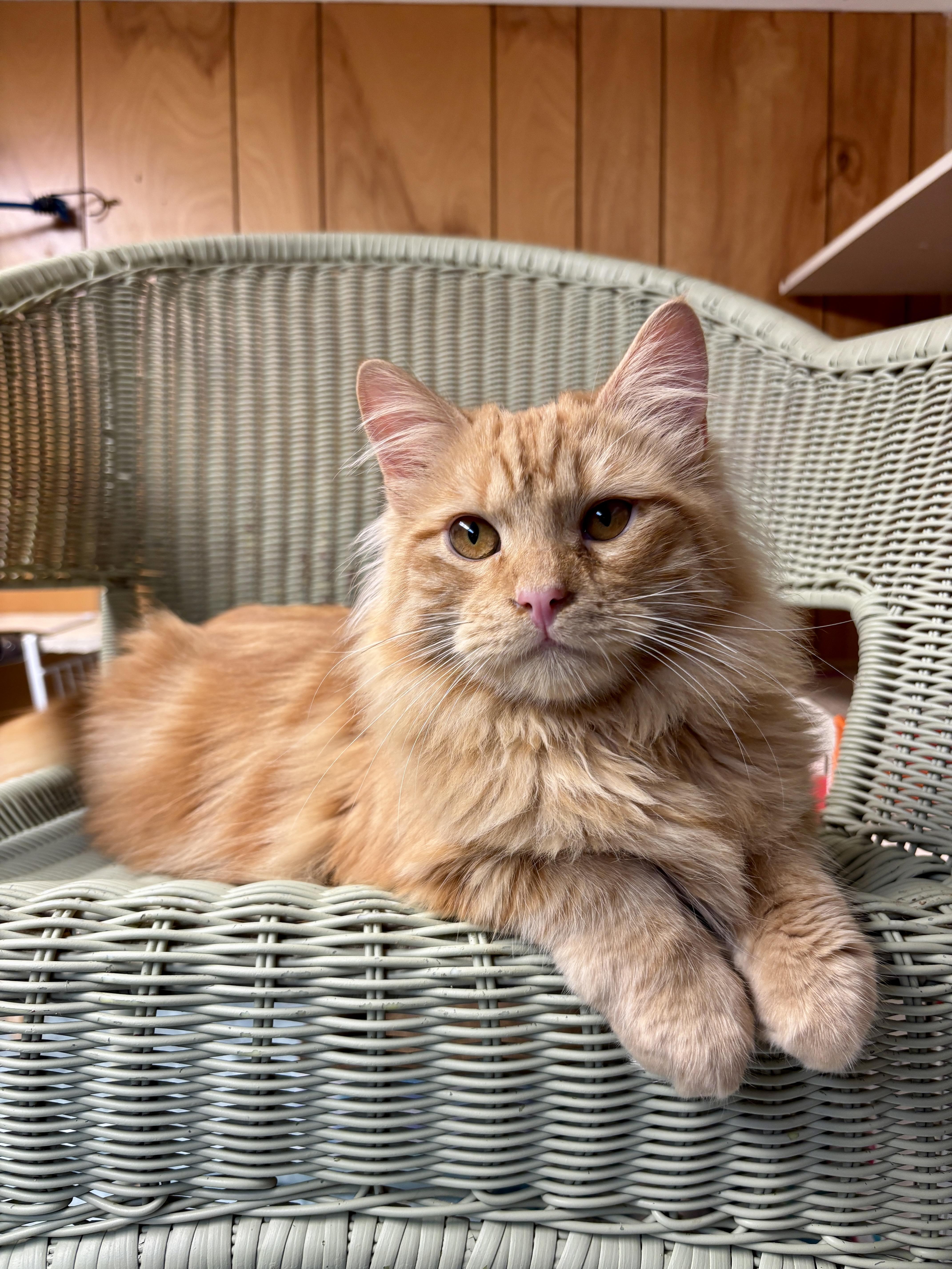 Mustang, adopted, Young Male Domestic Long Hair.