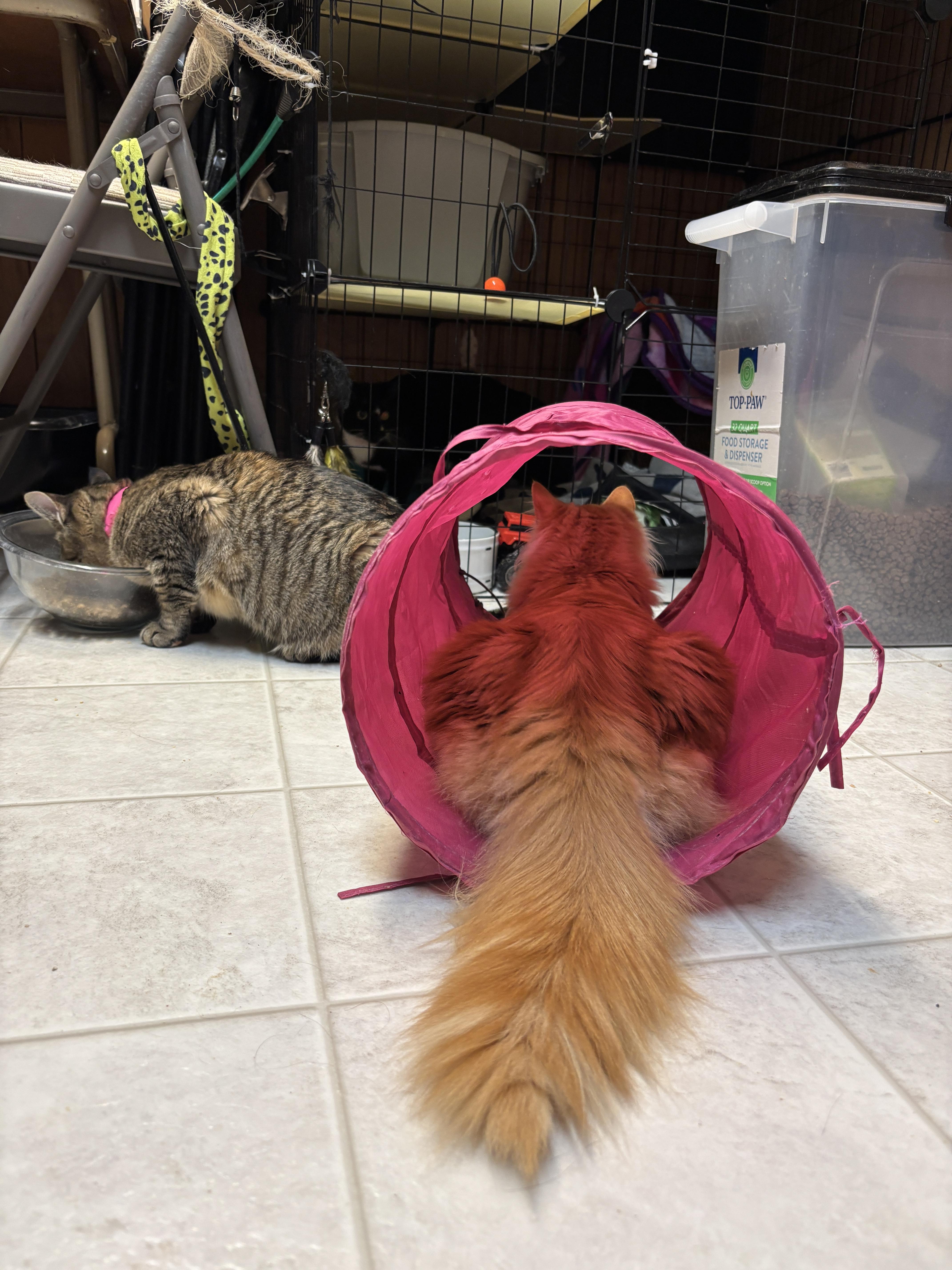 Mustang, an adopted Domestic Long Hair in Eugene, OR image 3/5