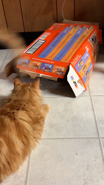 Enlarge Mustang, an adopted Domestic Long Hair in Eugene, OR video 4/5