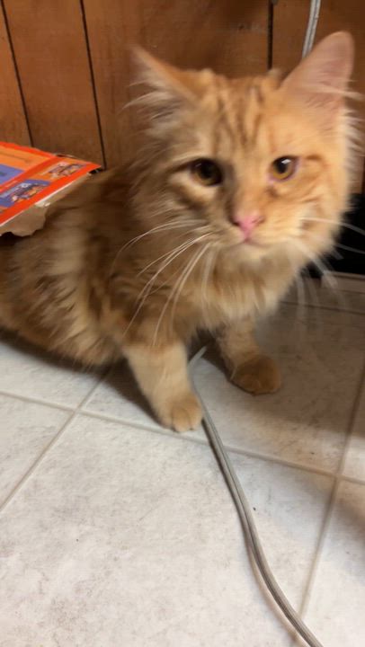 Enlarge Mustang, an adopted Domestic Long Hair in Eugene, OR video 5/5