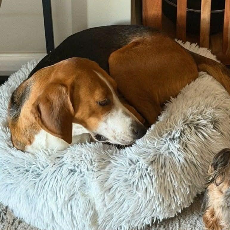 Enlarge Kathy, a ADOPTABLE Hound in Wando, SC image 6/6