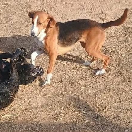 Enlarge Kathy, a ADOPTABLE Hound in Wando, SC image 2/6