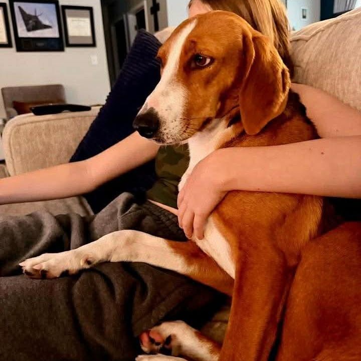 Enlarge Kathy, a ADOPTABLE Hound in Wando, SC image 4/6