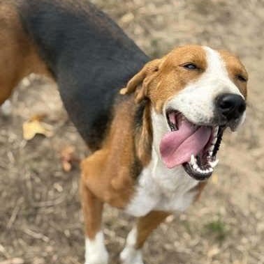Enlarge Kathy, a ADOPTABLE Hound in Wando, SC image 3/6