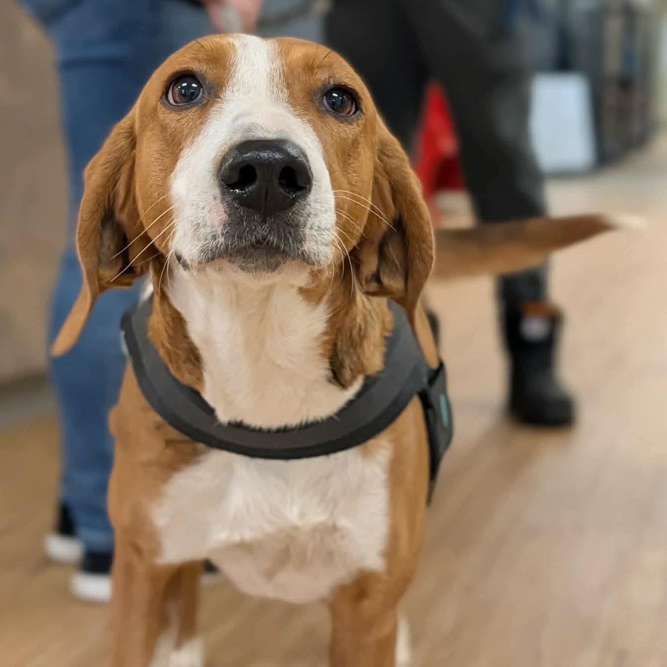 Enlarge Kathy, a ADOPTABLE Hound in Wando, SC image 5/6