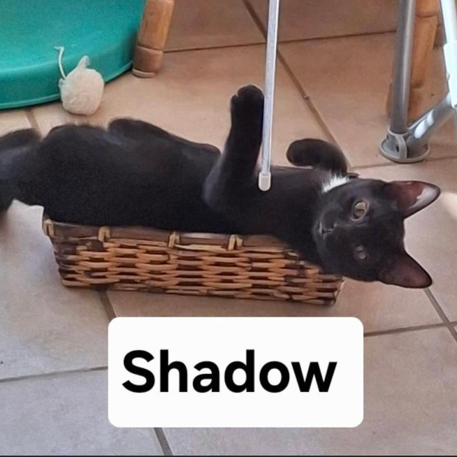 Enlarge SHADOW, a Adoptable Domestic Short Hair in Gresham, WI image 1/1