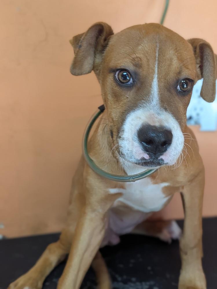 Cece, Adoptable, Puppy Female Boxer.