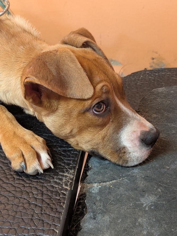 Enlarge Cece, a Adoptable Boxer in Statesville, NC image 2/6
