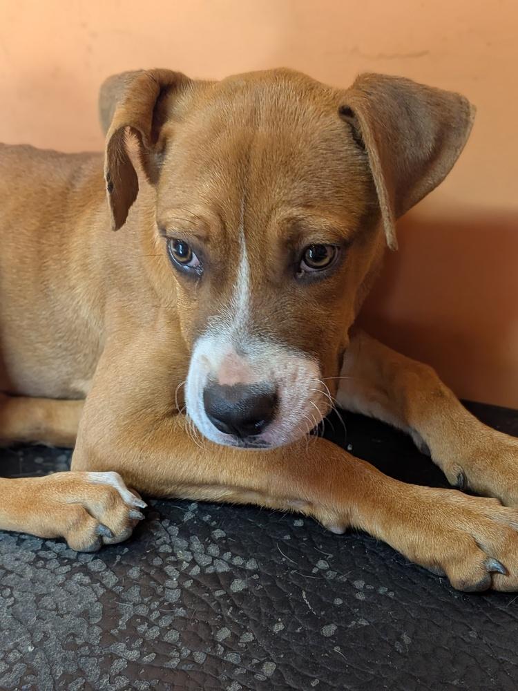 Enlarge Cece, a Adoptable Boxer in Statesville, NC image 3/6