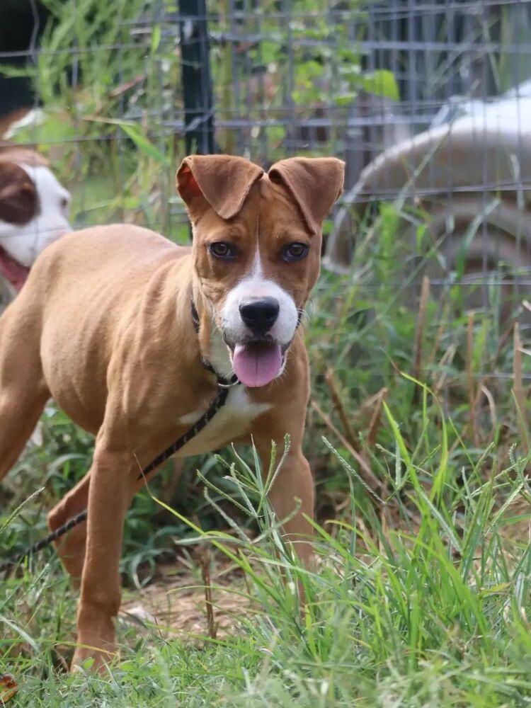 Enlarge Cece, a Adoptable Boxer in Statesville, NC image 4/6