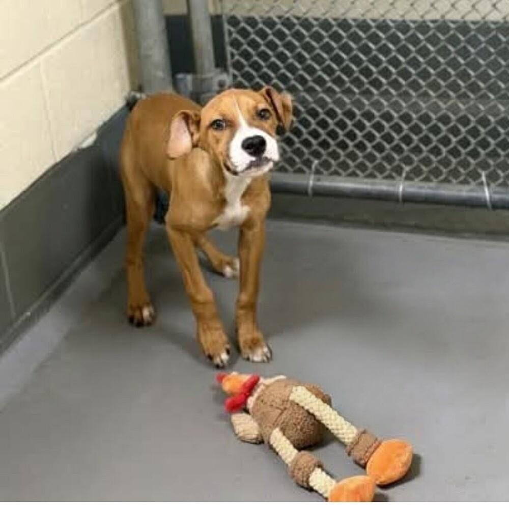 Enlarge Cece, a Adoptable Boxer in Statesville, NC image 5/6
