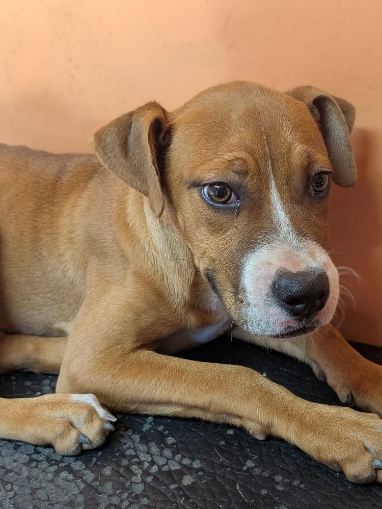 Enlarge Cece, a Adoptable Boxer in Statesville, NC image 6/6