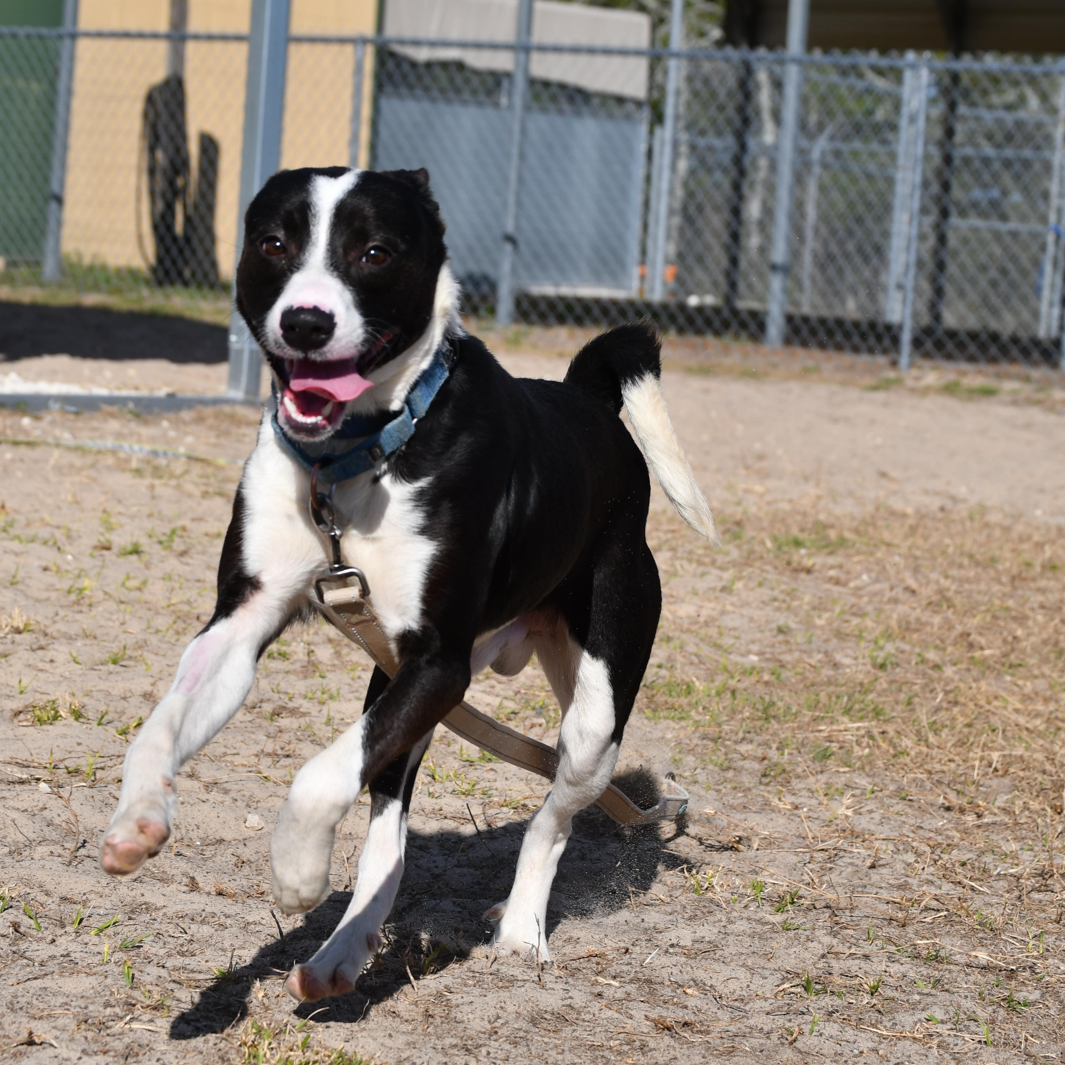 Taz, an adopted Mixed Breed in Defuniak Springs, FL image 3/4