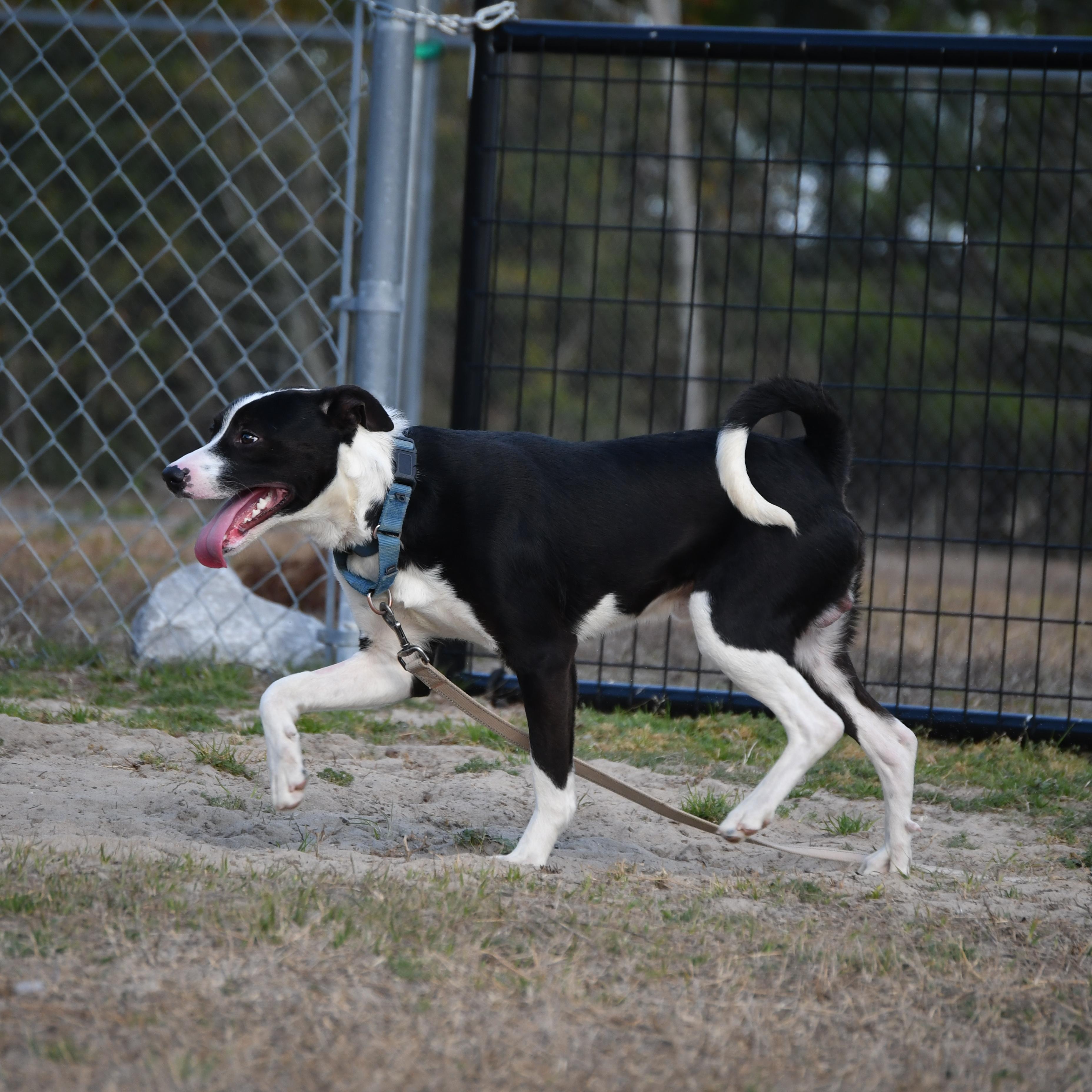 Taz, an adopted Mixed Breed in Defuniak Springs, FL image 2/4