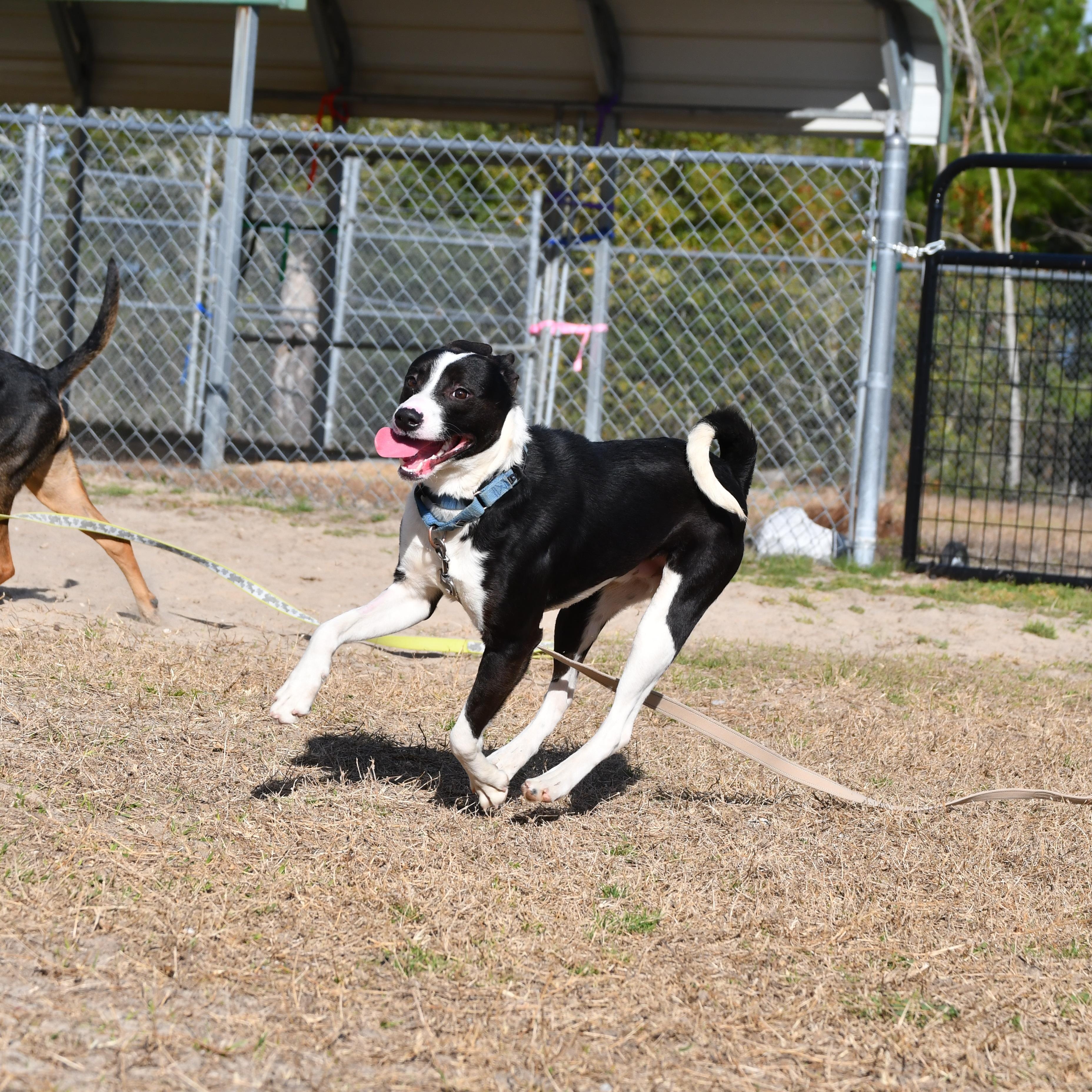Taz, an adopted Mixed Breed in Defuniak Springs, FL image 4/4