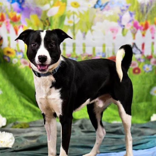 Taz, adopted, Adult Female Mixed Breed.