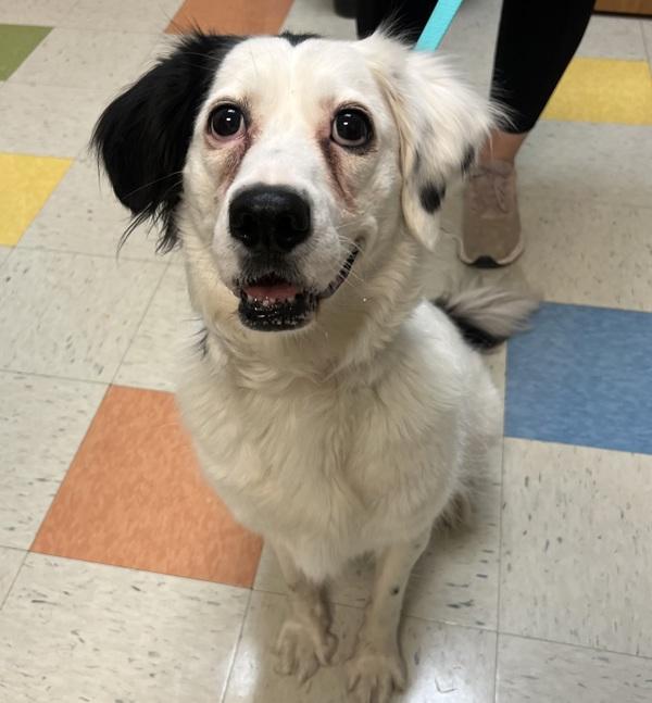 Ruby, Adoptable, Adult Female Border Collie & Boxer.