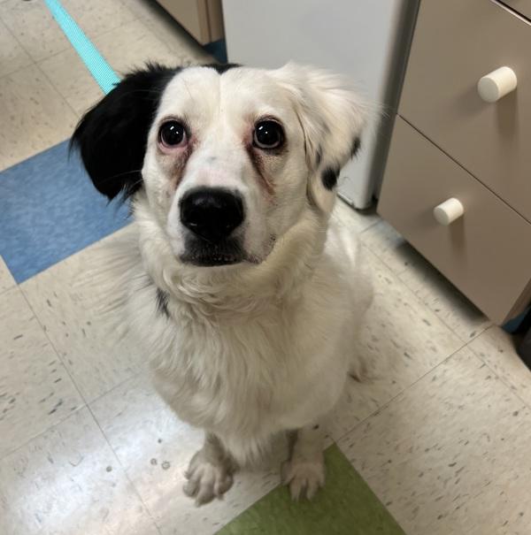 Enlarge Ruby, a Adoptable mixed breed in Sioux City, IA image 2/2