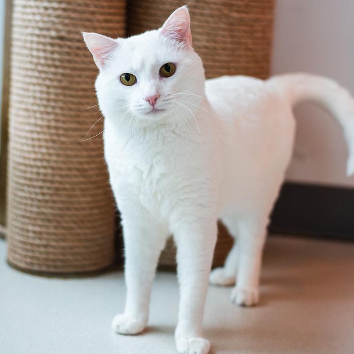 Mayo, Adoptable, Adult Male Domestic Short Hair.