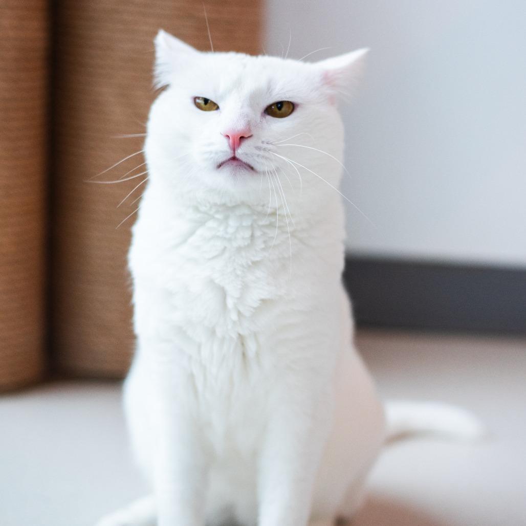 Enlarge Mayo, a Adoptable Domestic Short Hair in Warwick, RI image 2/4
