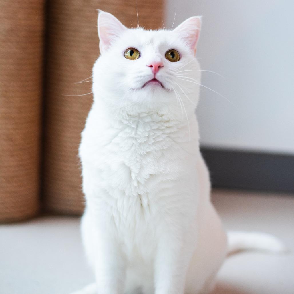 Enlarge Mayo, a Adoptable Domestic Short Hair in Warwick, RI image 3/4