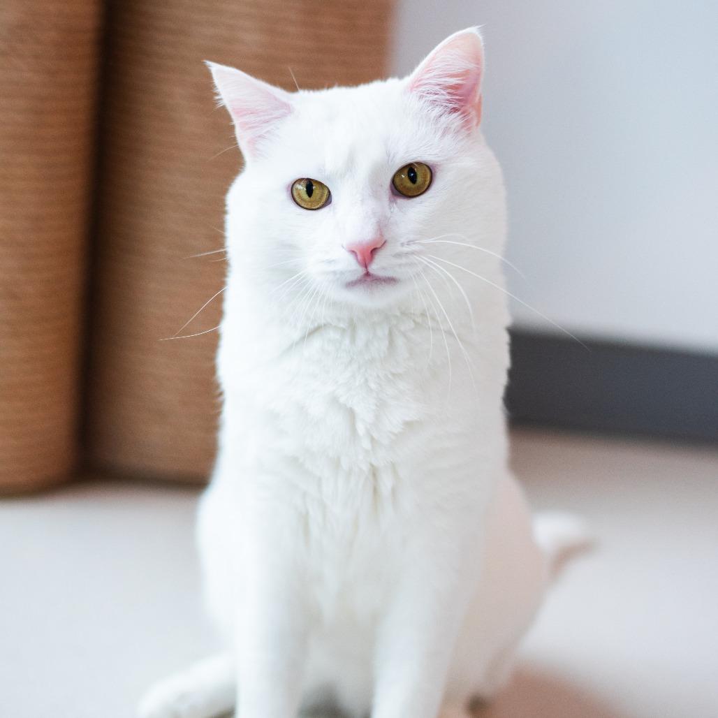 Enlarge Mayo, a Adoptable Domestic Short Hair in Warwick, RI image 4/4