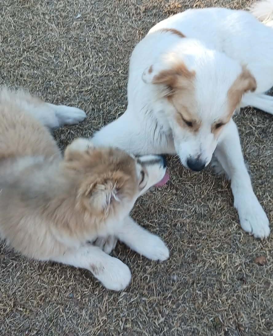 Enlarge Mia , a ADOPTABLE mixed breed in Kiowa, OK image 3/6