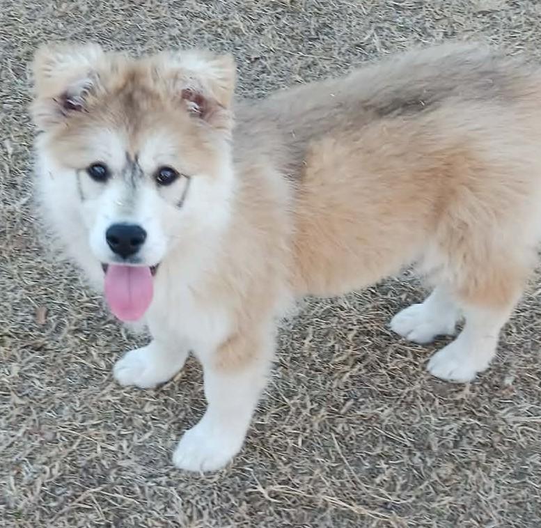 Mia , ADOPTABLE, Puppy Female Great Pyrenees.