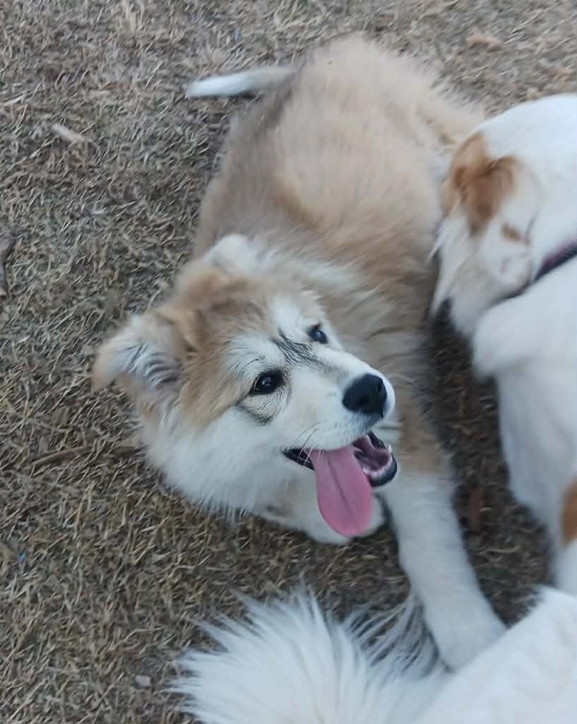 Enlarge Mia , a ADOPTABLE mixed breed in Kiowa, OK image 2/6