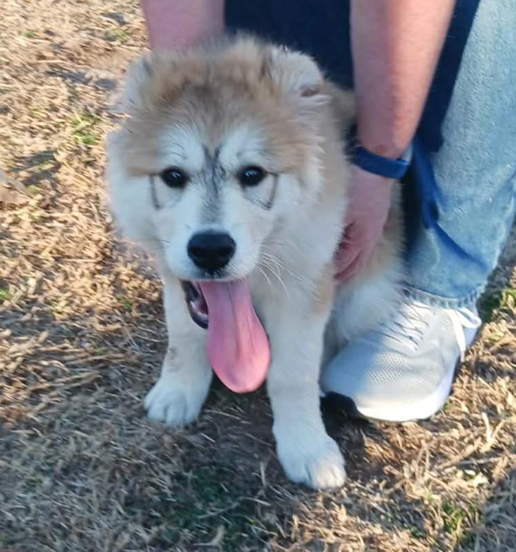 Enlarge Mia , a ADOPTABLE mixed breed in Kiowa, OK image 6/6