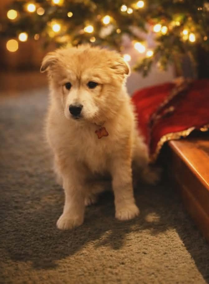 Enlarge Mia , a ADOPTABLE mixed breed in Kiowa, OK image 5/6