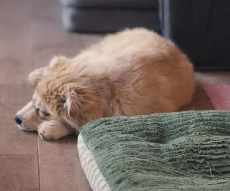 Enlarge Mia , a ADOPTABLE mixed breed in Kiowa, OK image 4/6