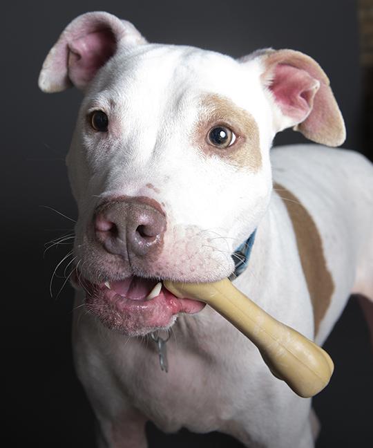 Hank, a ADOPTABLE Pit Bull Terrier in Chicago, IL image 6/6