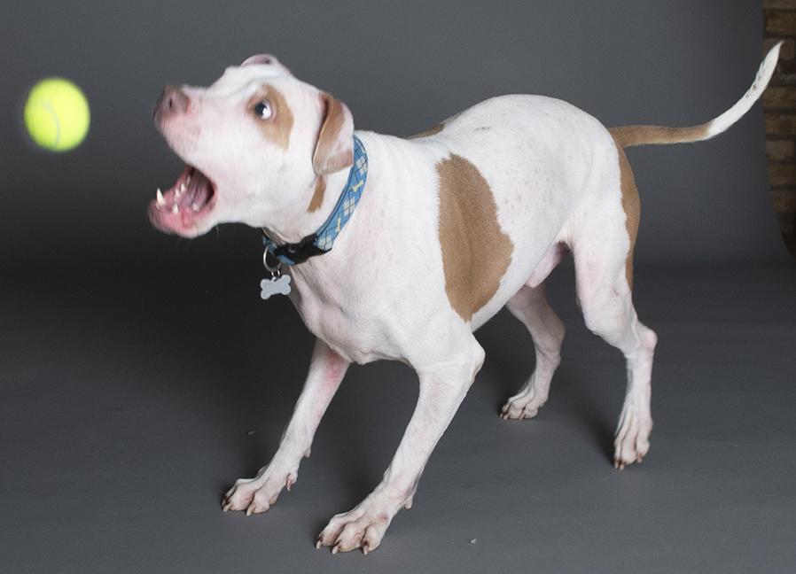 Hank, a ADOPTABLE Pit Bull Terrier in Chicago, IL image 2/6