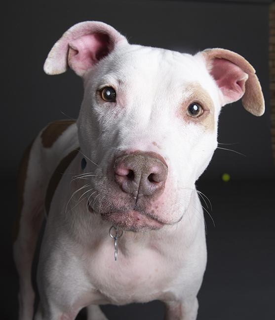 Hank, a ADOPTABLE Pit Bull Terrier in Chicago, IL image 4/6