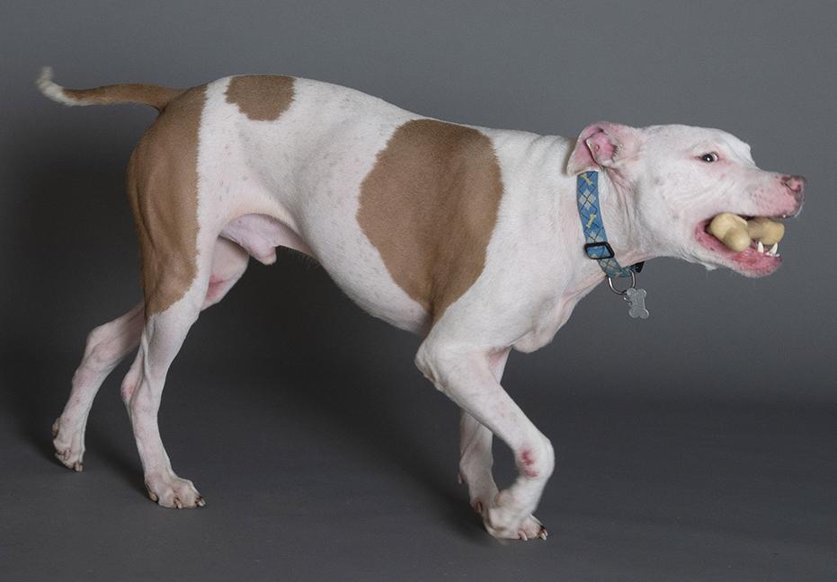 Hank, a ADOPTABLE Pit Bull Terrier in Chicago, IL image 3/6