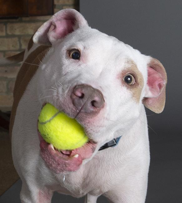 Hank, ADOPTABLE, Young Male Pit Bull Terrier.