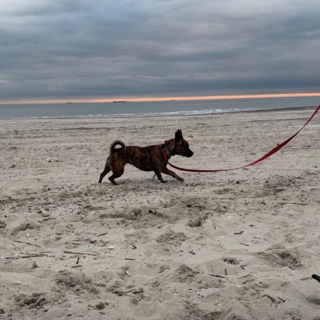 Enlarge Jilly, a Adoptable mixed breed in Oceanside, NY image 2/6
