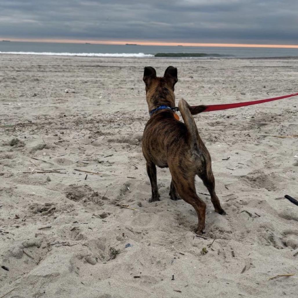 Enlarge Jilly, a Adoptable mixed breed in Oceanside, NY image 3/6