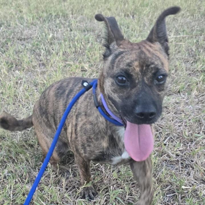 Enlarge Jilly, a Adoptable mixed breed in Oceanside, NY image 4/6