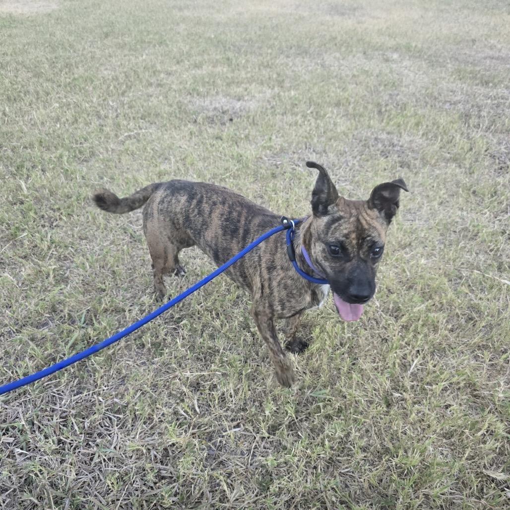 Enlarge Jilly, a Adoptable mixed breed in Oceanside, NY image 5/6