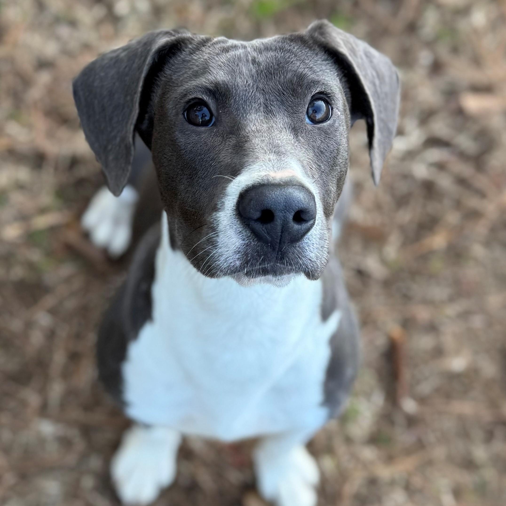 Mary, ADOPTABLE, Young Female Hound.
