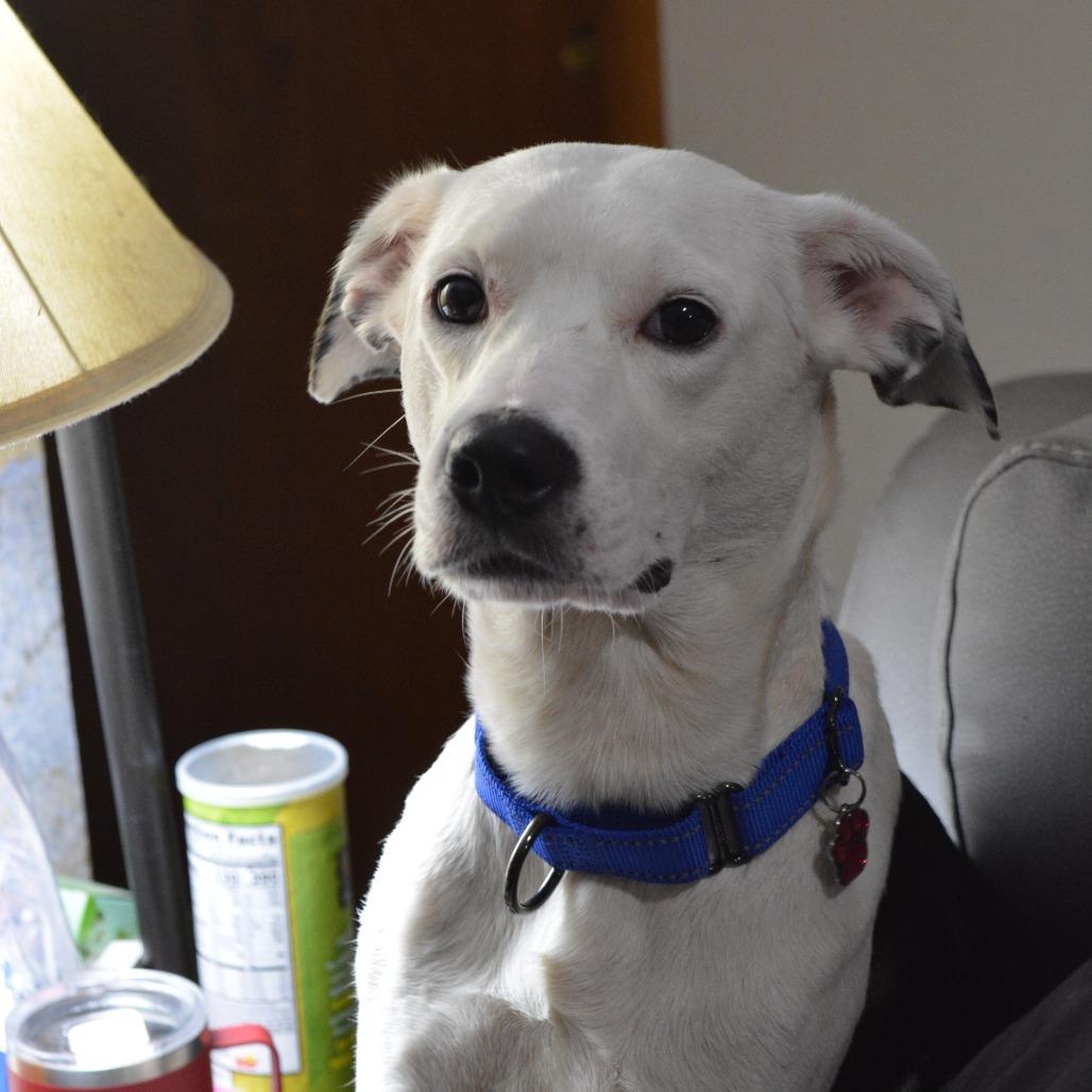 Enlarge Pennie, a Adoptable Mixed Breed in Lima, OH image 1/2